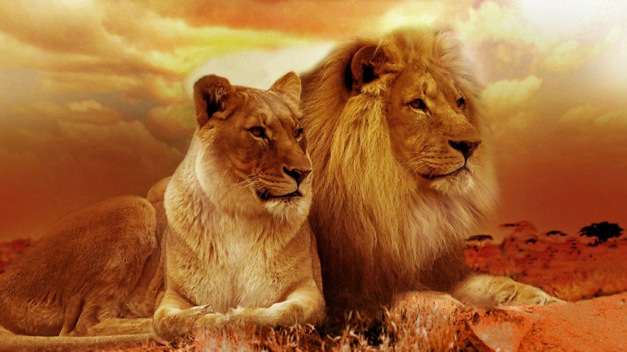 lions