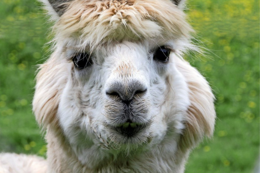 alpaka